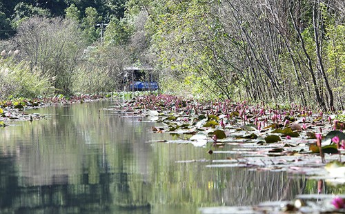 Yen stream in water lilies blooming season - ảnh 4